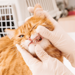 Alternatives to Cat Tooth Extraction: Non-Surgical Options