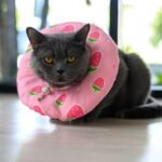 Alternatives to Cone for Cats: Top 6 Effective Options