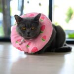 Alternatives to E Collar for Cats: Top 5 Vet-Approved Options