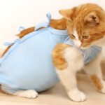 Alternatives to Cat Cones: 7 Recovery Solutions for Pets