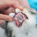 Alternatives to Brushing Cats Teeth: Effective Solutions Explored