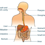 Alternatives to PPI for GERD: Effective Treatment Options