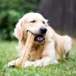 Alternatives to Rawhide: Top Safe Chews for Dogs