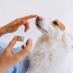 Alternatives to Apoquel for Dogs: Top Natural Solutions