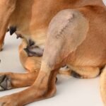 Alternatives to TPLO Surgery for Dogs: Comprehensive Guide