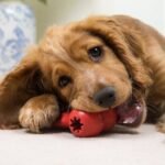 Alternatives to Bully Sticks for Puppies: Top Healthy Choices