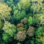 Alternatives to Deforestation: Effective Solutions Explored