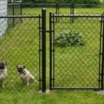 Alternatives to Invisible Fence for Dogs: Top Non-Electric Picks